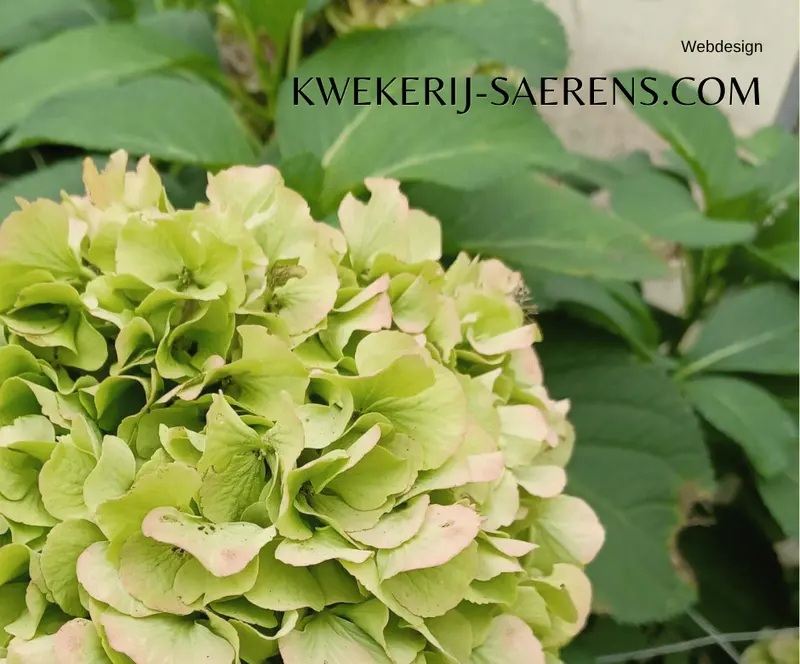 Productpagina bloemen kwekerij Saerens
